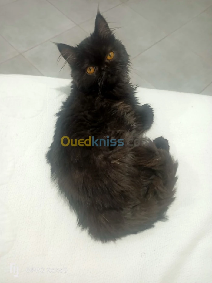 Chat persan