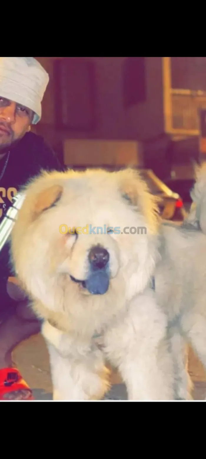 Chow chow chowchow