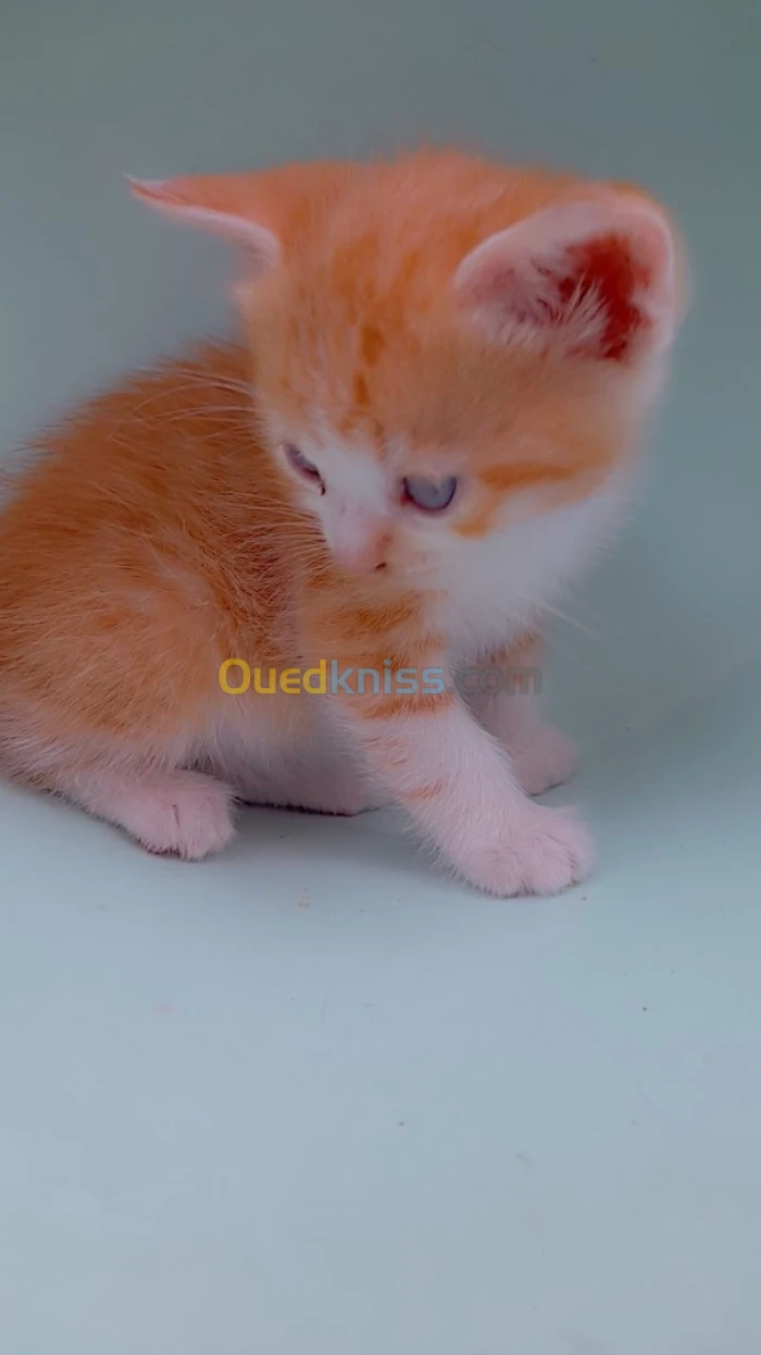 بليدة