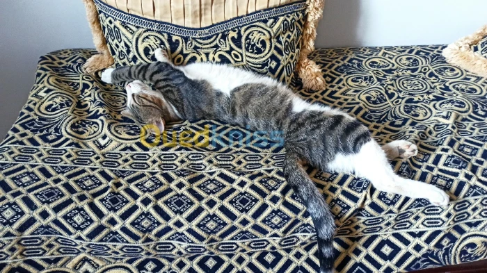 Chat 