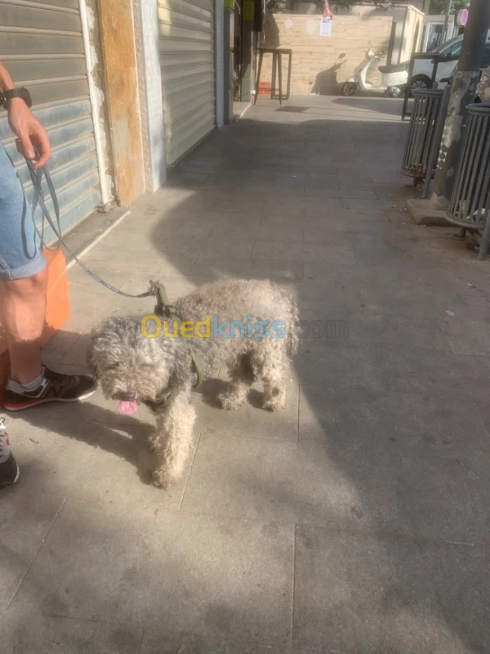 Chien a vendre