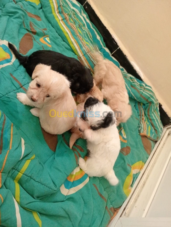 Caniche chiot
