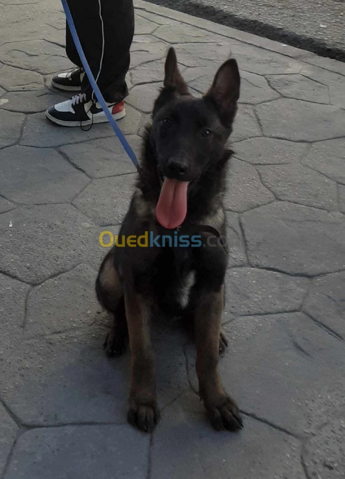 Avand chien  malinoi LOF 