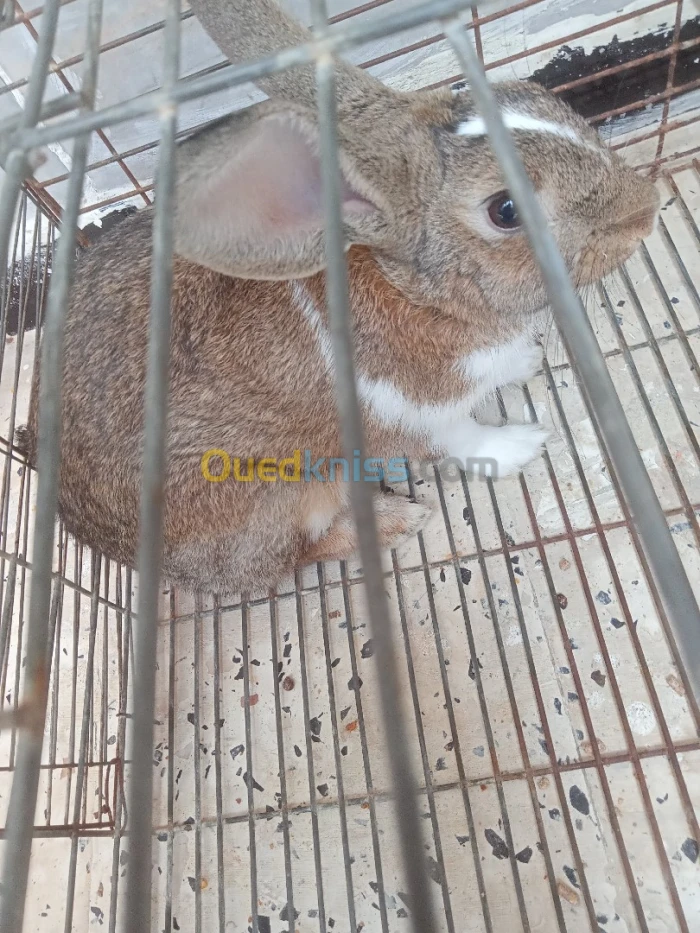 Lapin 