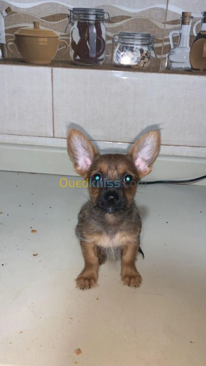 Chien chiwawa de 3 mois