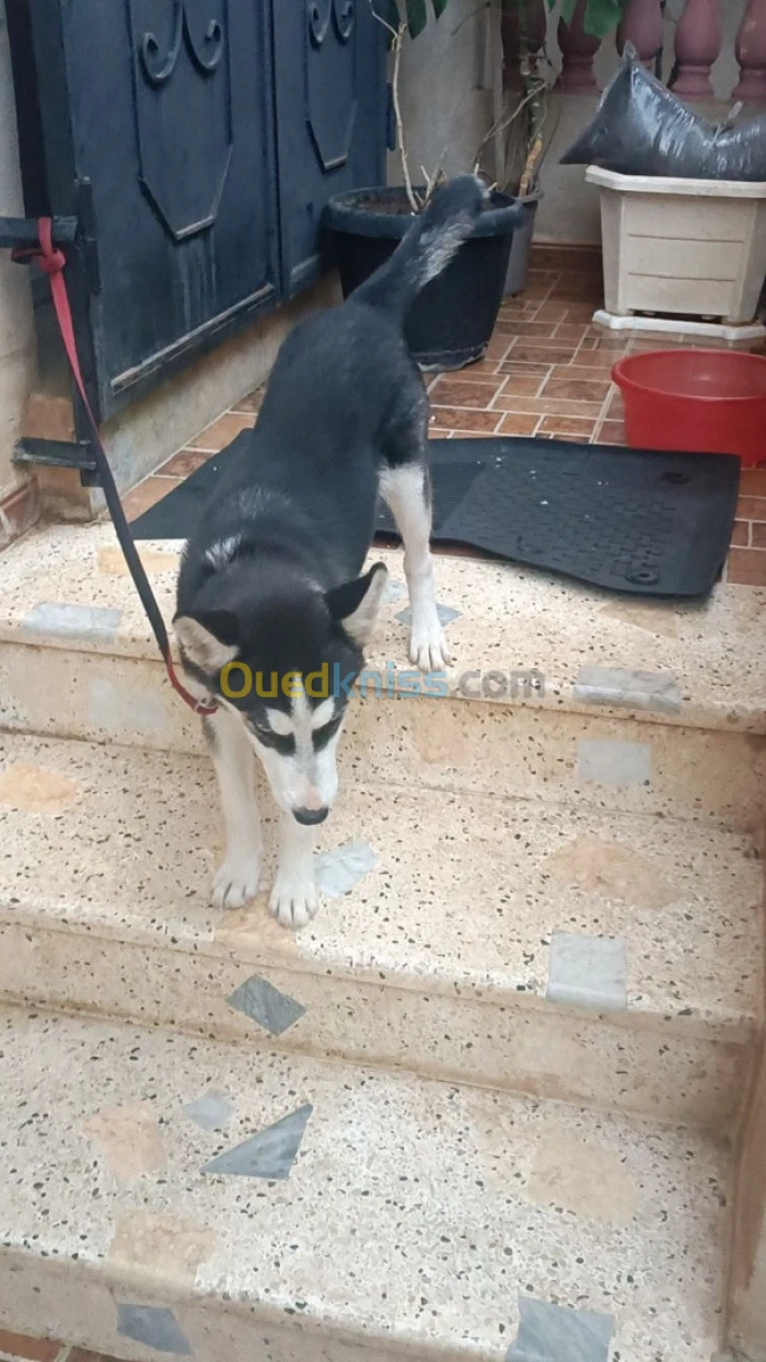 Chien a vendre