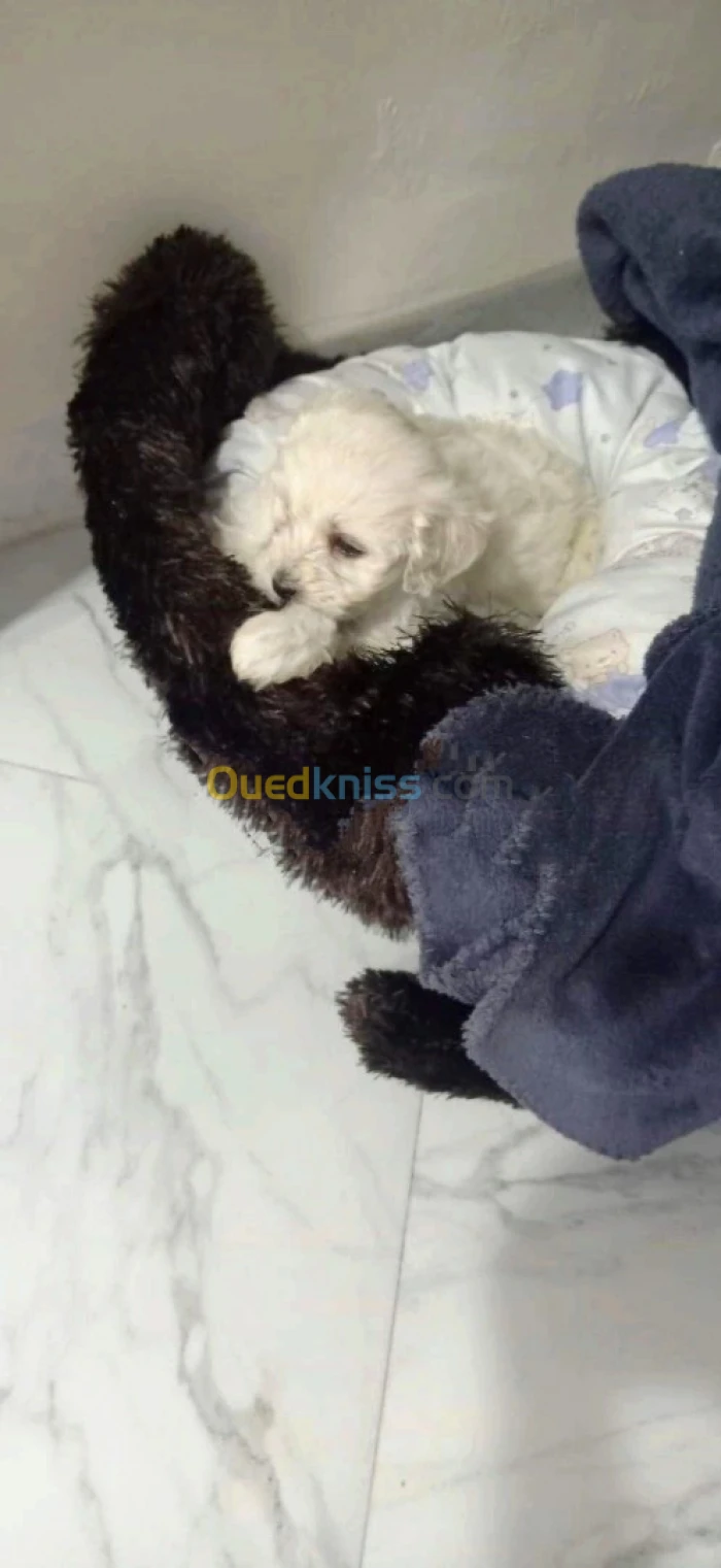 Caniche bichon maltais pure race