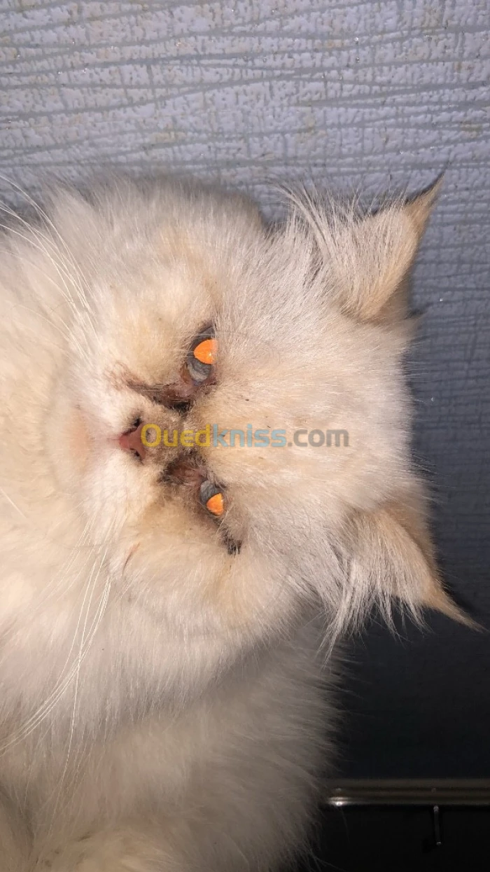 Chat persan