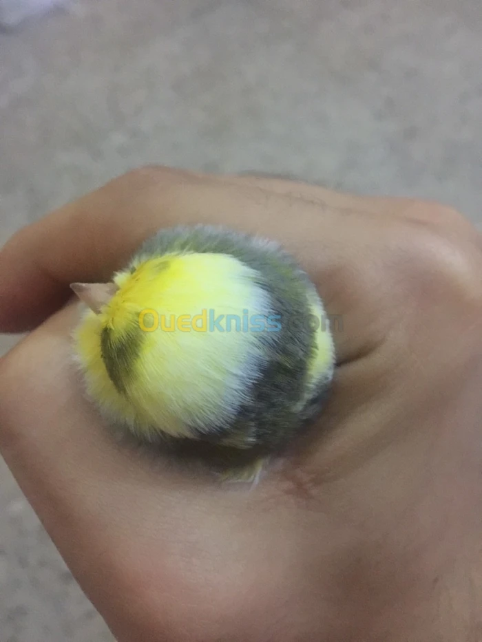Canari Gloster