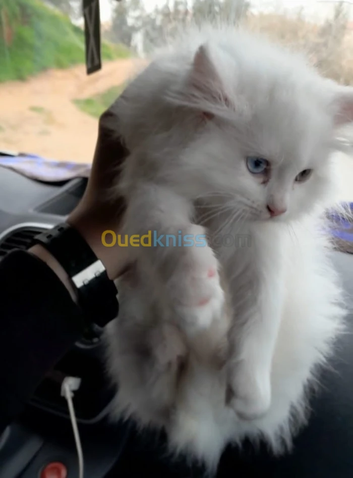 Femelle persan yeux Vérone 