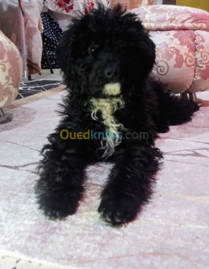 Caniche bichon 4 mois