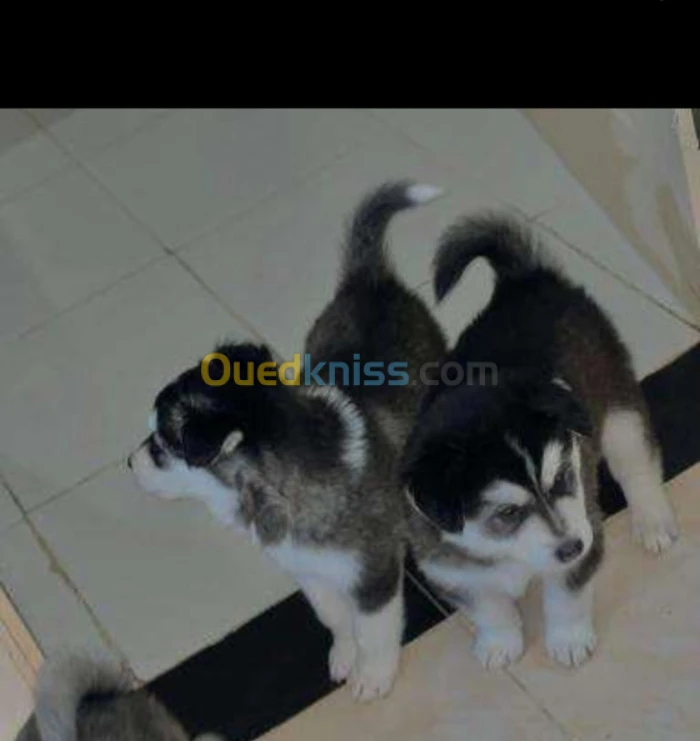 2 petit mal et femmel