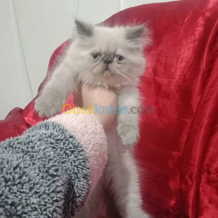 Himalaya bleu point piky face