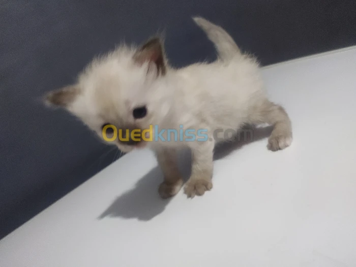 Chattons 1 mois 