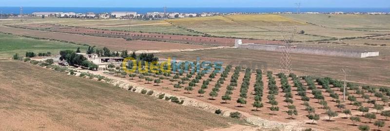 Vente Terrain Agricole Oran Marsat el hadjadj 7