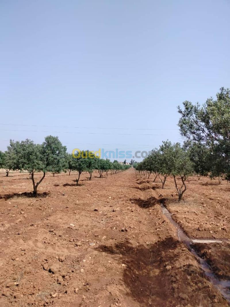 Vente Terrain Agricole Oran Marsat el hadjadj 3