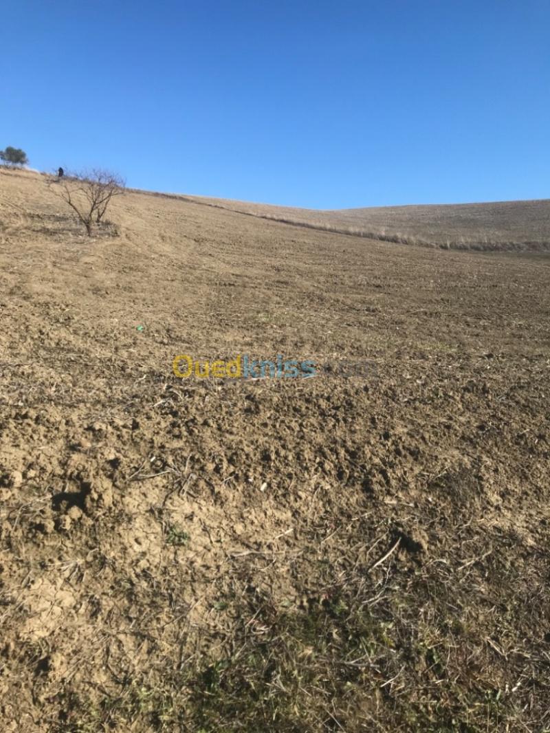 Vente Terrain Agricole Aïn Defla El hassania 3
