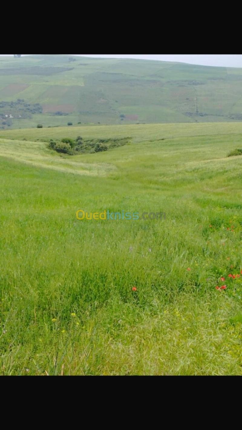 Vente Terrain Agricole Aïn Defla Djendel