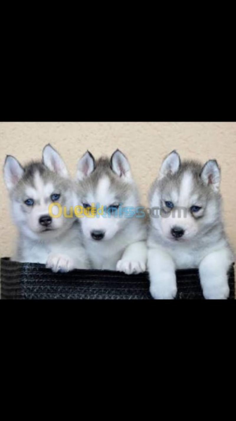 Husky Chien Loup Oran Onlie Shopping Ouedkniss Com