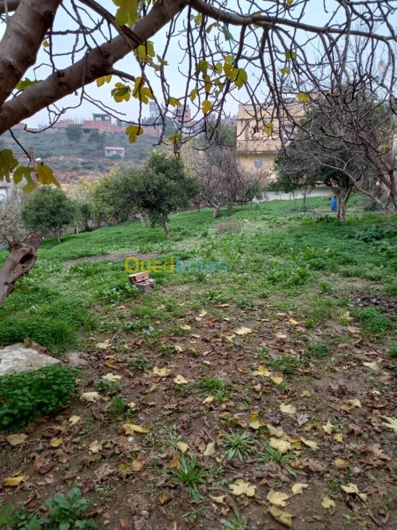Vente Terrain Blida Meftah 8