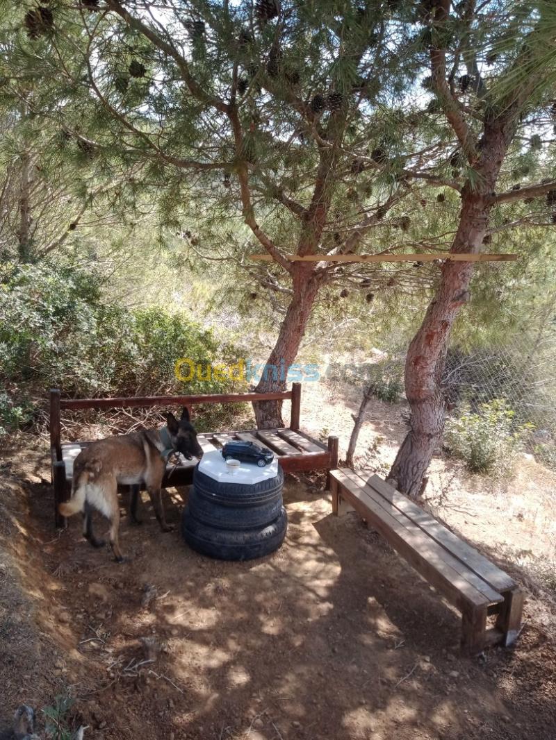 Location Villa Chlef Beni haoua 13
