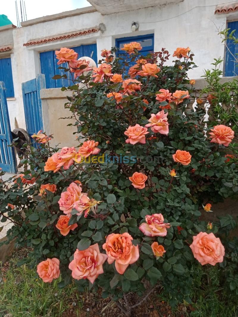 Location Villa Chlef Beni haoua 10
