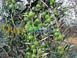  Services de production et de transformation des olives 