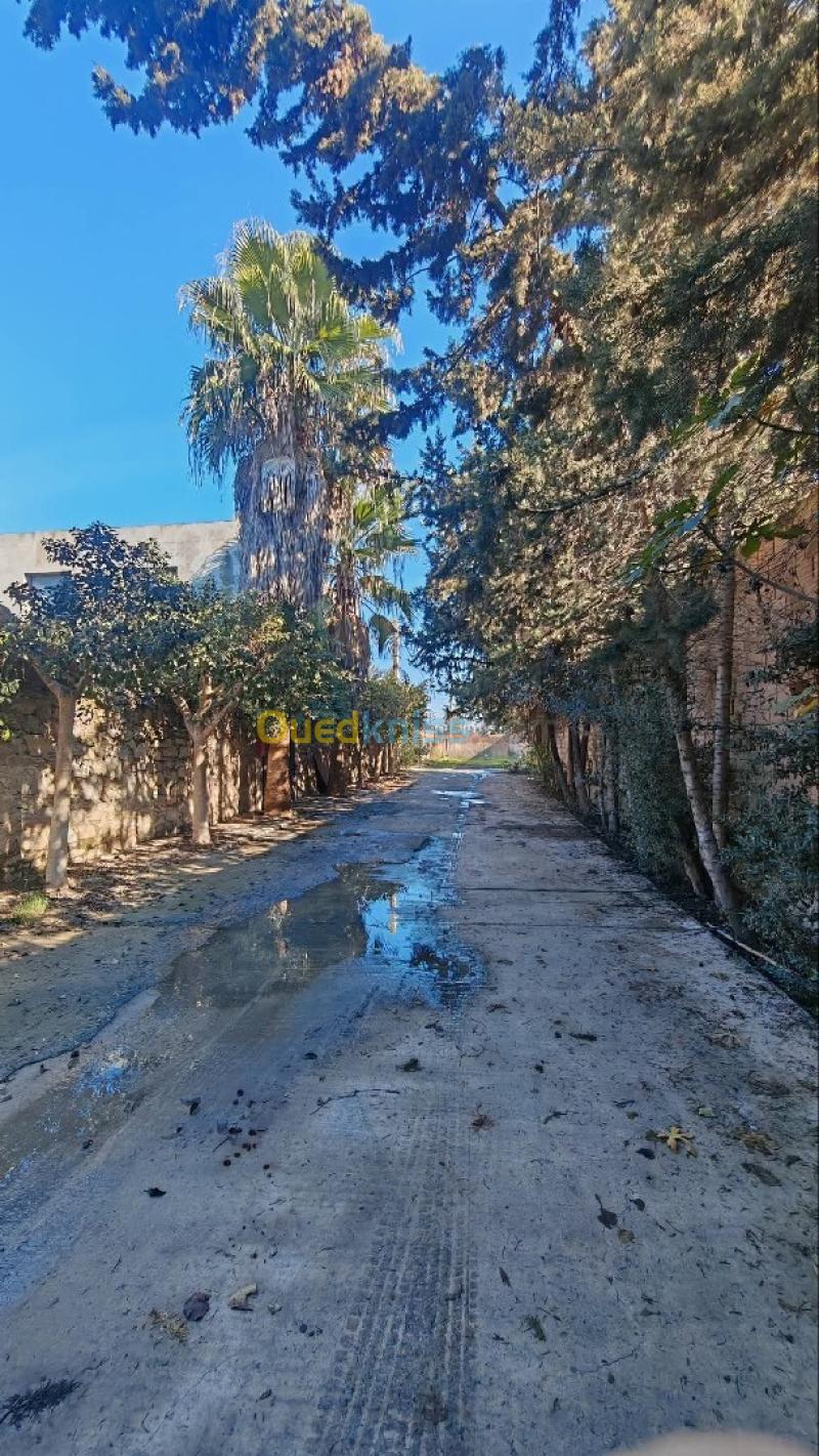 Vente Villa Blida Ben khellil 48