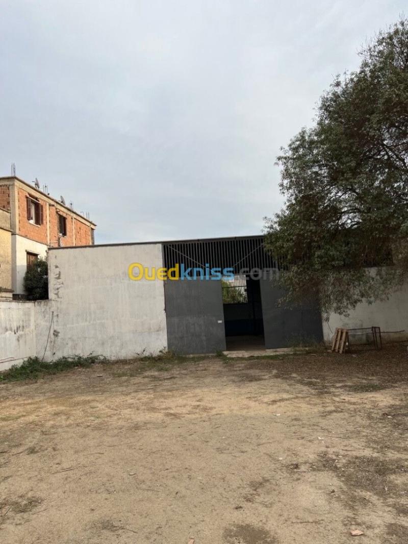 Location Hangar - Usine Alger Birtouta 9