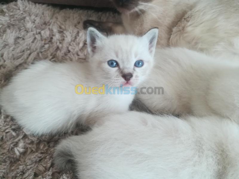 Chatons Angora Siamois Algerie