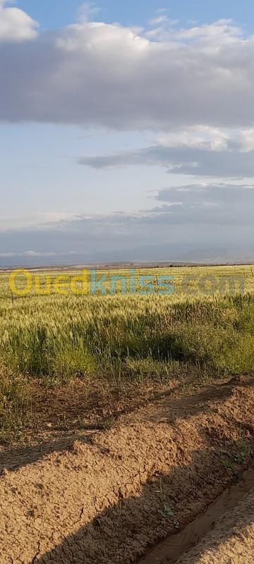  Vente Terrain Agricole Msila Ouled mansour