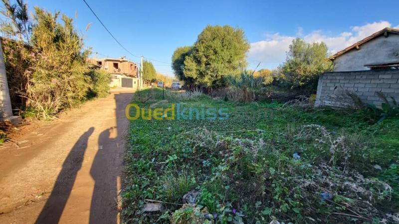 Vente Terrain Boumerdès Zemmouri 5