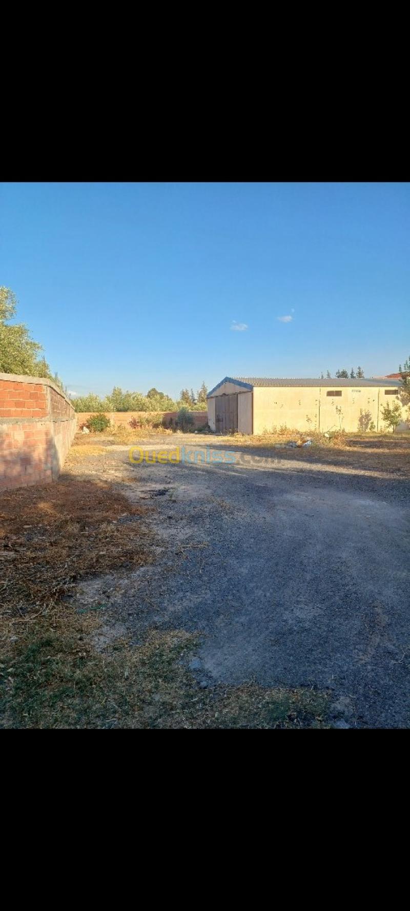 Location Hangar - Usine Bouira El asnam 3