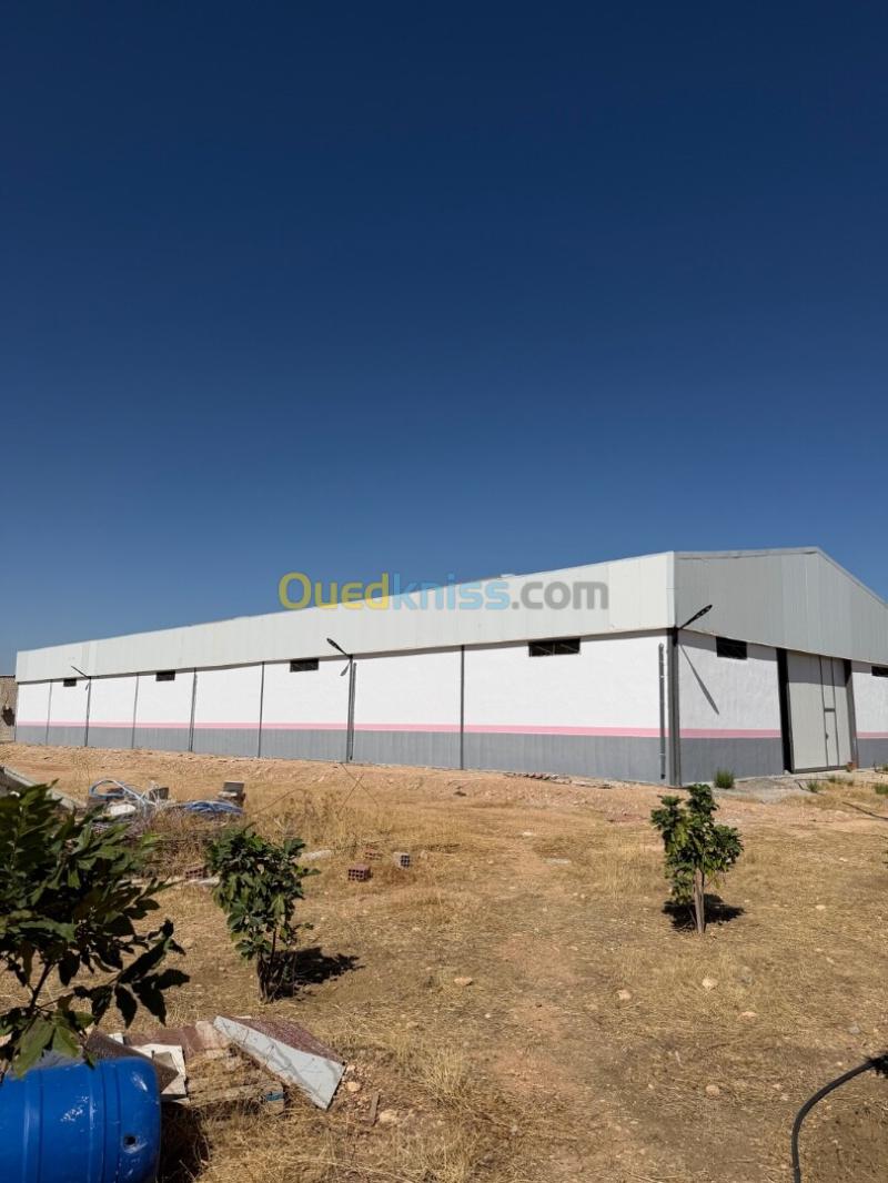 Location Hangar - Usine Sétif Ain arnat 15
