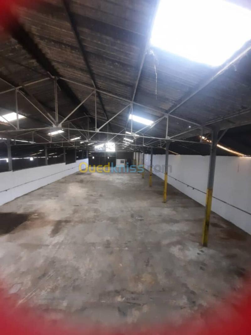 Location Hangar - Usine Blida Bougara