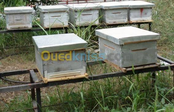  Ruche d'abeilles à 10 cadres 
