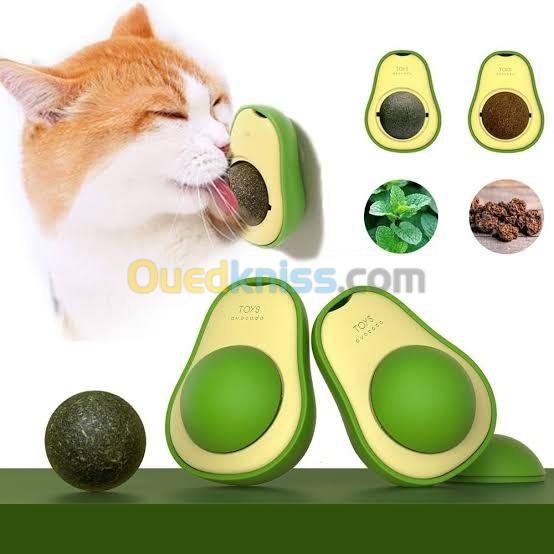  Avocado cat