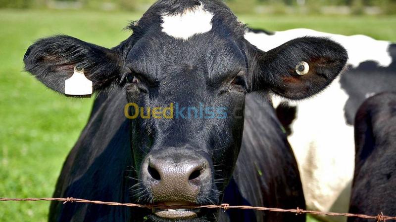  Importation des vaches laitières et veaux d engraissement 