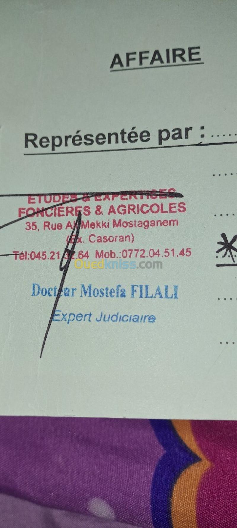 Vente Terrain Mostaganem Hassi maameche 3