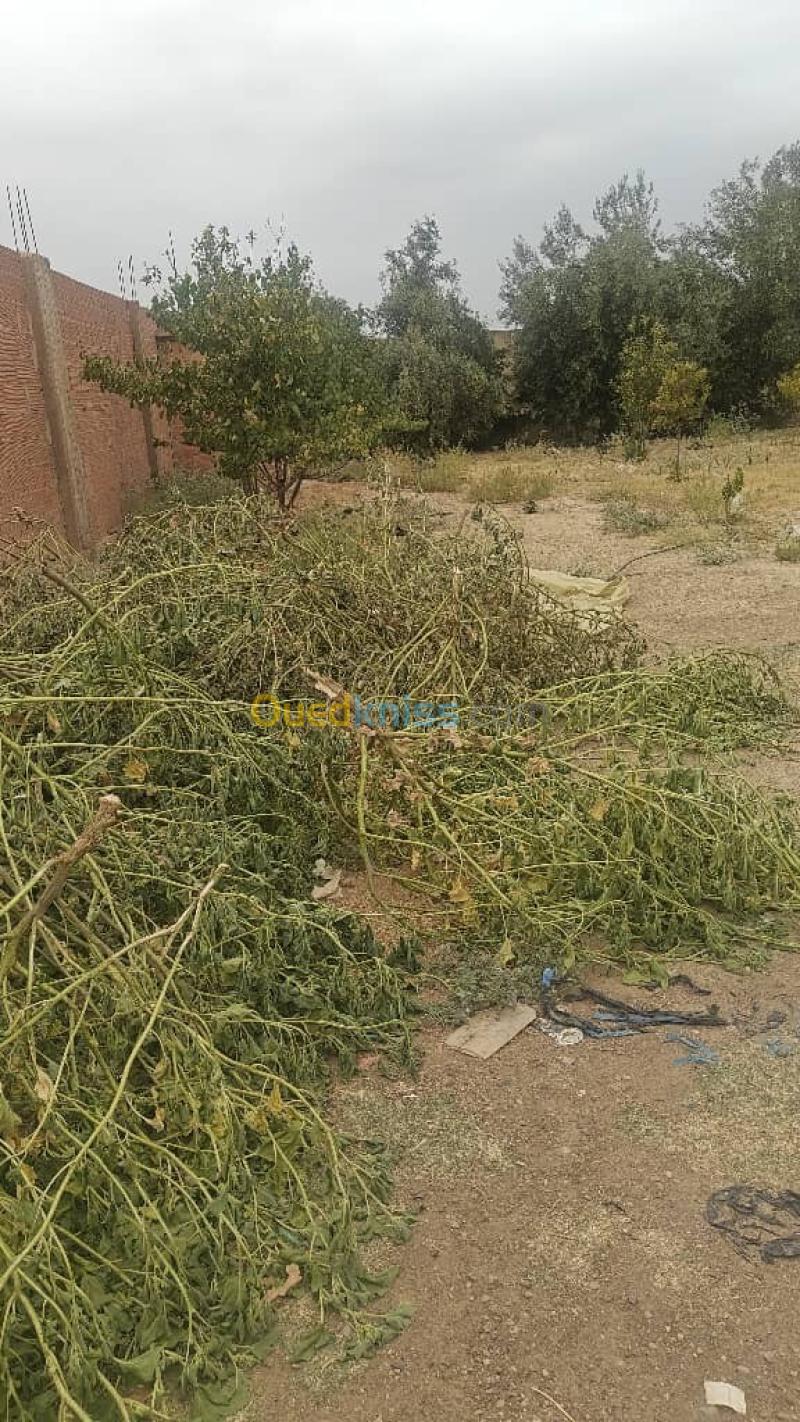 Vente Terrain Aïn Defla Rouina 8