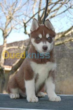 Husky Malamute Geant Fibladi