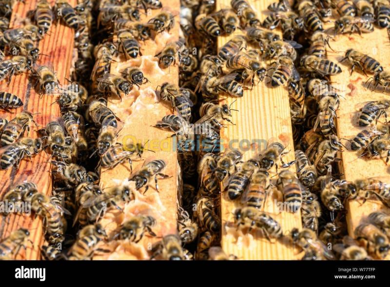  Ruche mère abeille