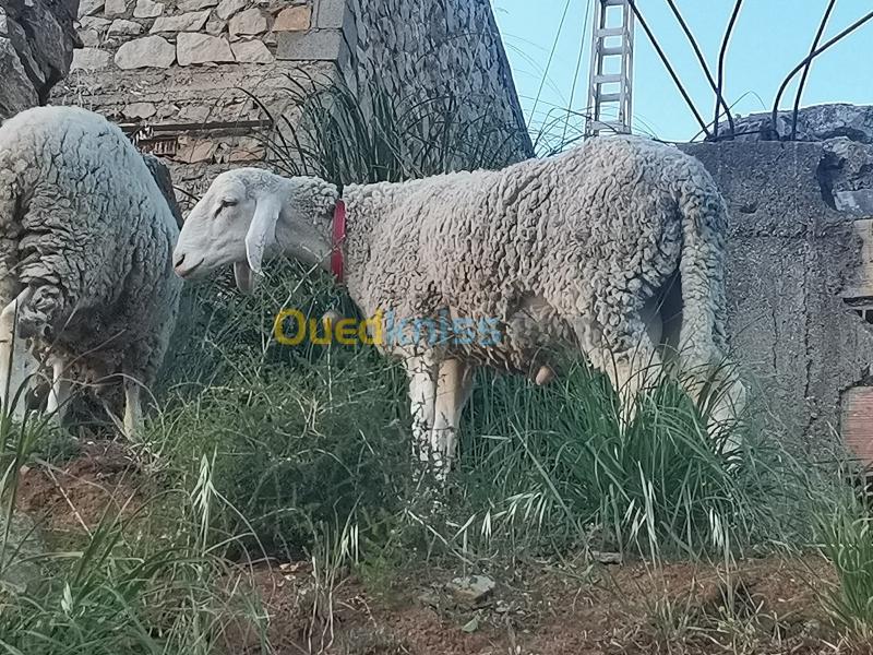  Vente chèvres et moutons 
