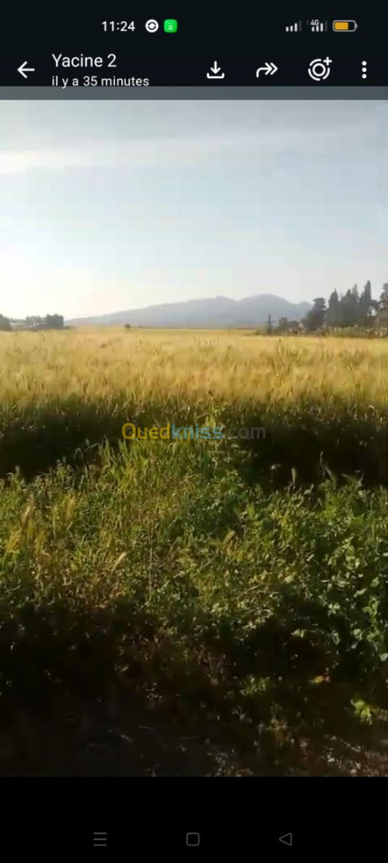 Vente Terrain Agricole Tipaza Hadjout 4